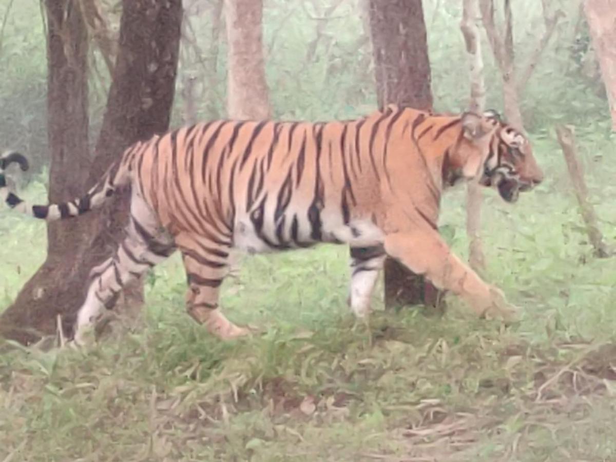 Cosmic Connect Trails Kabini Antharasanthe Luaran gambar